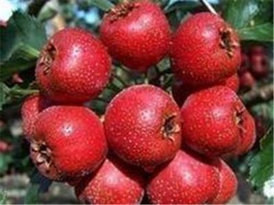 青州干鮮果品 品質(zhì)與鄉(xiāng)味的完美融合